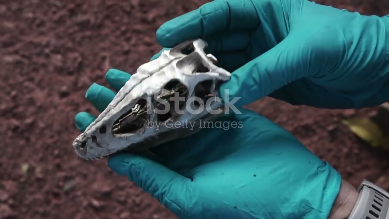 Neanderthals extinction and polshift