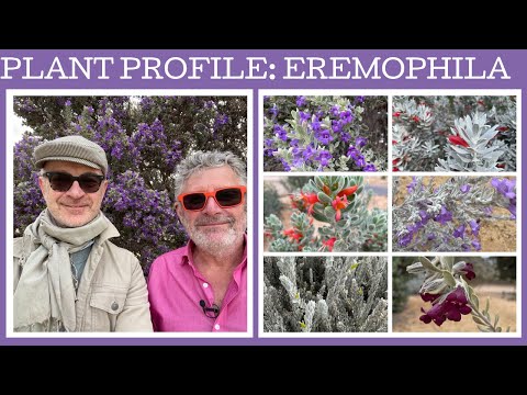 Plant profile: Eremophila - 12 amazing dry climate flowering shrubs