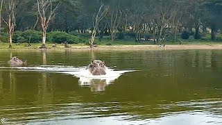 Hippo Encounters You Should Never Watch Alone