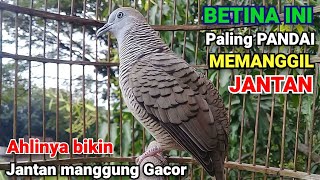 Download lagu Perkutut Betina Memanggil JANTAN - Betina ini PALING PANDAI Membuat Perkutut Jantan Manggung Gacor mp3 Download lagu Perkutut Betina Memanggil JANTAN - Betina ini PALING PANDAI Membuat Perkutut Jantan Manggung Gacor mp3