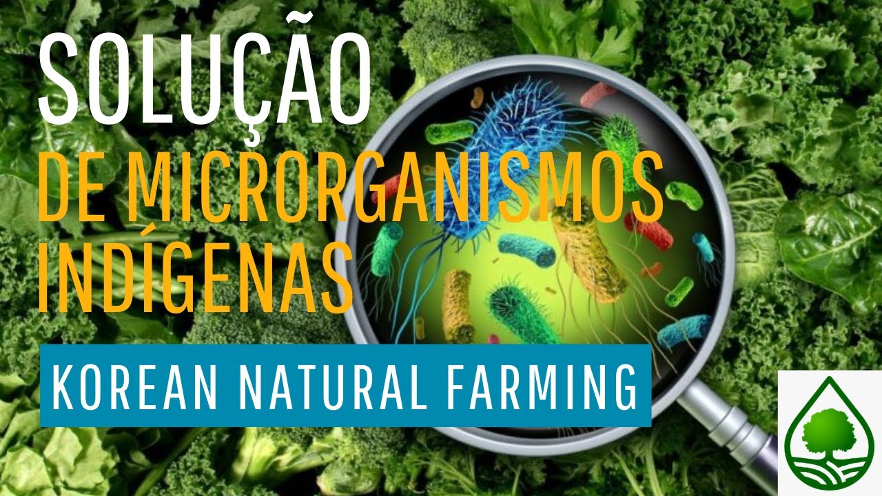 Solução de microrganismos indígenas. Agricultura Natural da Coréia- KNF.