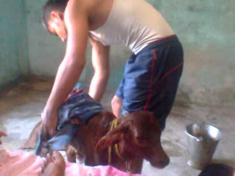 little cow of nitin hitendra