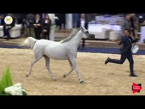 N.56 GHEZLAN AL WAAB - SEWC 2019 - 4-6 Years Old Mares (Class 7)
