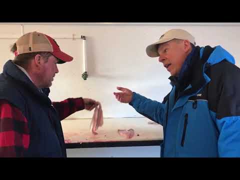 How To Fillet a Walleye FAST