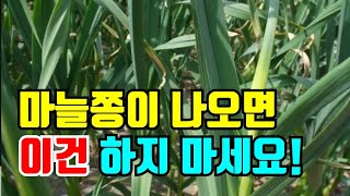 마늘쫑 나오면 하면 안되는것,마늘잎 벌레가 갉아먹고 있어요,파밤나방 유충 발생.천연살충제 살포,마늘,양파,병…