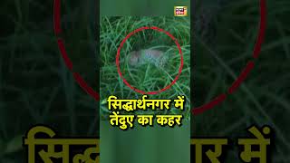 Siddharthnagar में तेंदुए का कहर | Viral Video | #shorts