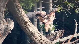 Орловия полет