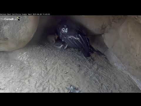 California Condor Cam Returns! Chick Fed By Brooding Female At Hutton's Bowl Nest – April 26, 2021