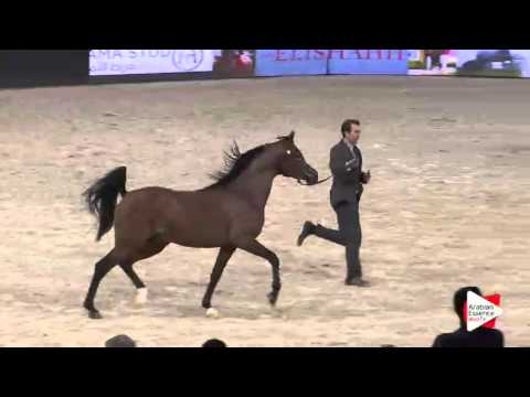 WAHC 2015 - Junior Males Ch