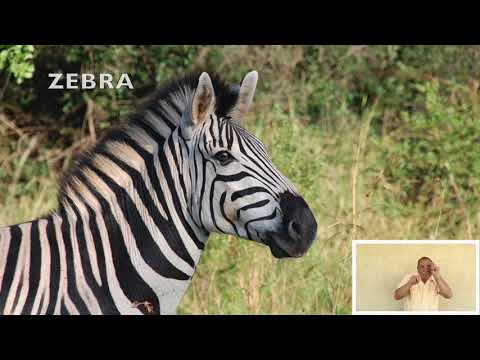 All The Animals At The Zoo by Frank Leto