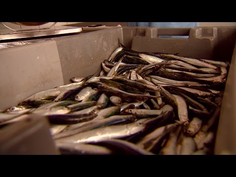 Weervisser Cor van Dort (83) uit Bergen op Zoom verkozen tot Brabantse 'Held van de Smaak'.