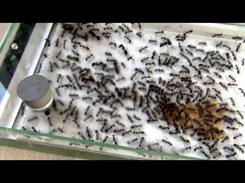 09 03 2014 Camponotus singularis