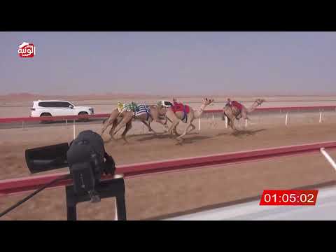 ش 16 (الشاهينيه) لـ محمد علي بن حليس العفاري 2:11:41 ، شارة الصندوق 2026/08/08 فطامين الوقن