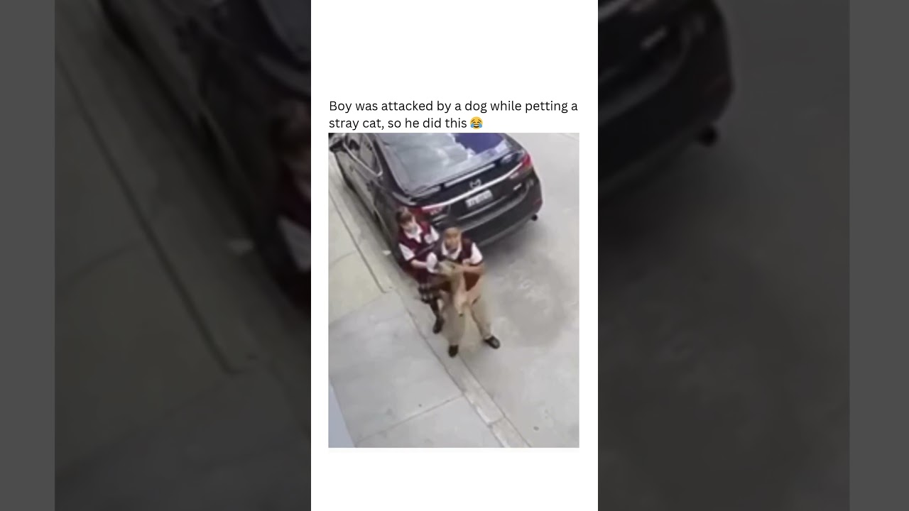 Boy was attacked by a dog while petting a stray cat, so he did this 😂 #cat #catshorts #lol