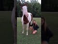 Horses Love Belly Rubs Too