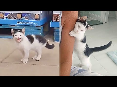 Woman Finds a Stray Kitten In a Store And Changes Its Life