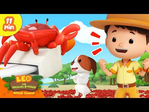 Leo Finds a whole ARMY of Crabs at the Beach! | Full Episode | Leo the Wildlife Ranger - Kingdom Kids Zone, Shows - Leo the Wildlife Ranger - Official Channel