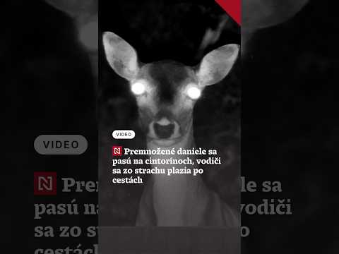 Premnožené daniele sa pasú na cintorínoch, vodiči sa zo strachu plazia po cestách