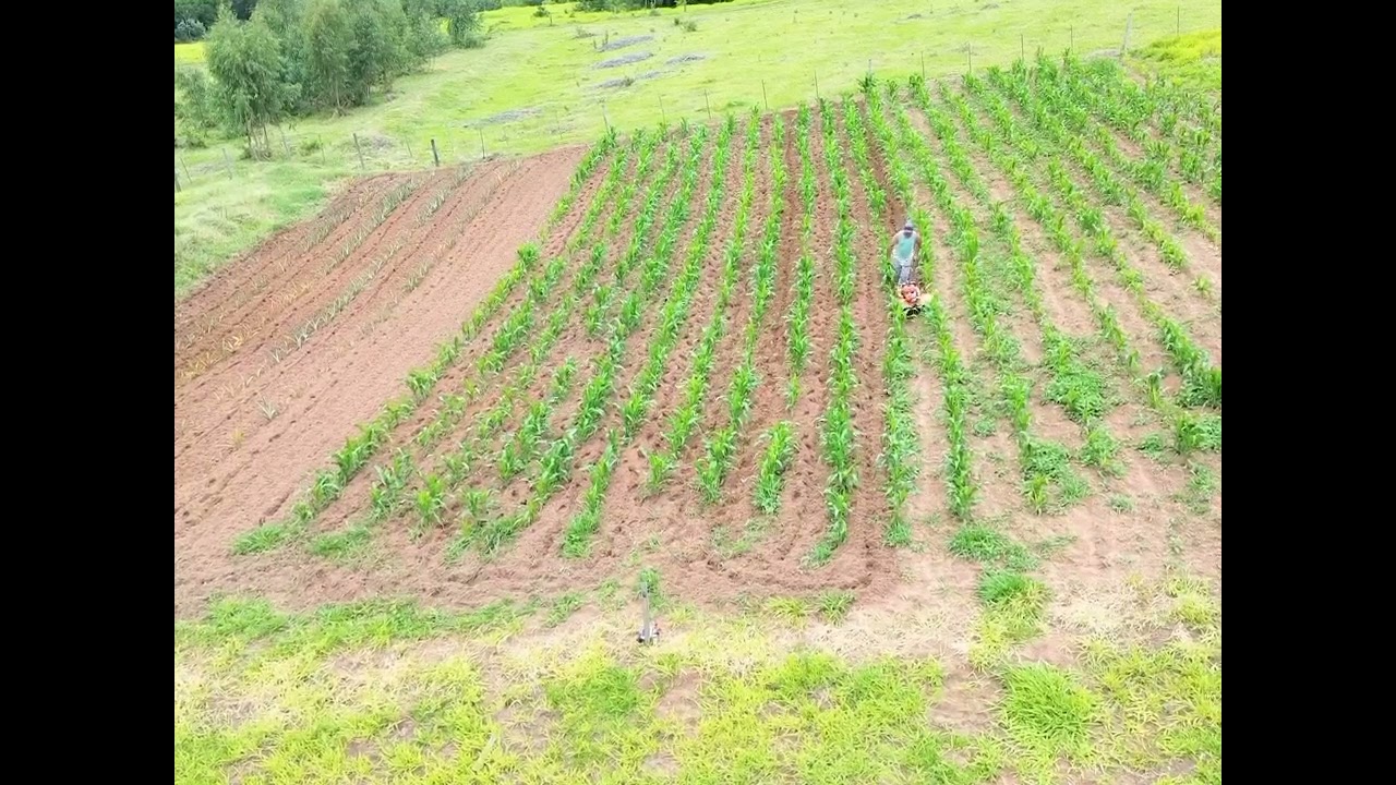 ## Passando o tratorito no milho depois da chuva ##
