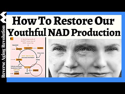 A MORE Effective Approach To Restore Our NAD Levels??