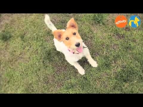 WPS   Elige tu raza   Fox Terrier