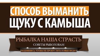 Как и чем ловить щуку в камышах