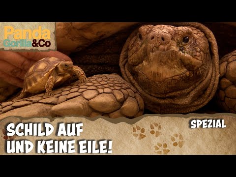 Die bunte Welt der Schildkröten | Panda, Gorilla & Co.