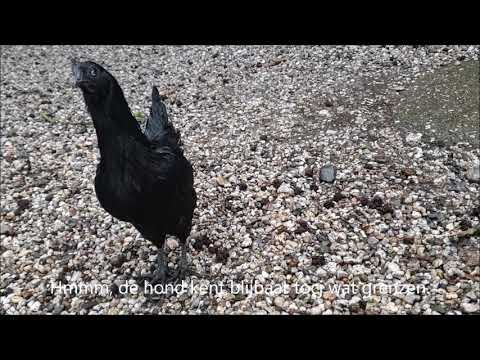 Wat een braaf hondje (en een hele brutale kip!!!).