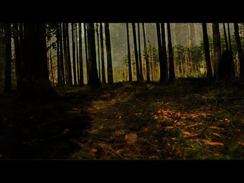 Leeb0rn - Lee – The Roaming Mind (Lyric Video)