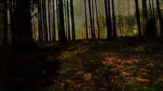 Lee – The Roaming Mind (Lyric Video)