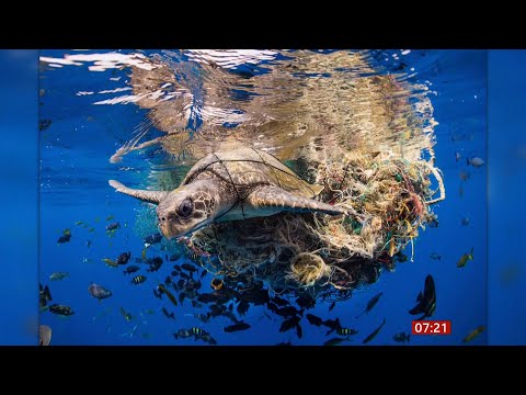 Ocean photograph of the year, plastic pollution and turtle rescue (Global)