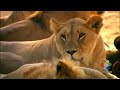 Babyfirst Safari Scrapbook Lion