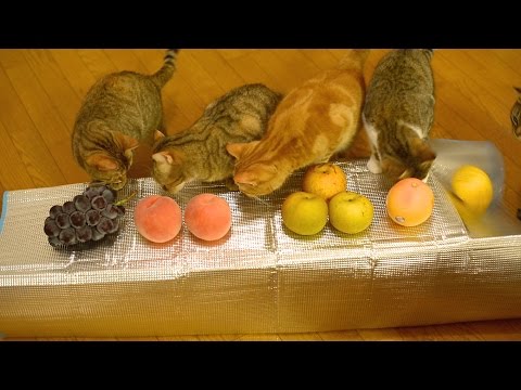 猫が食べても大丈夫な果物