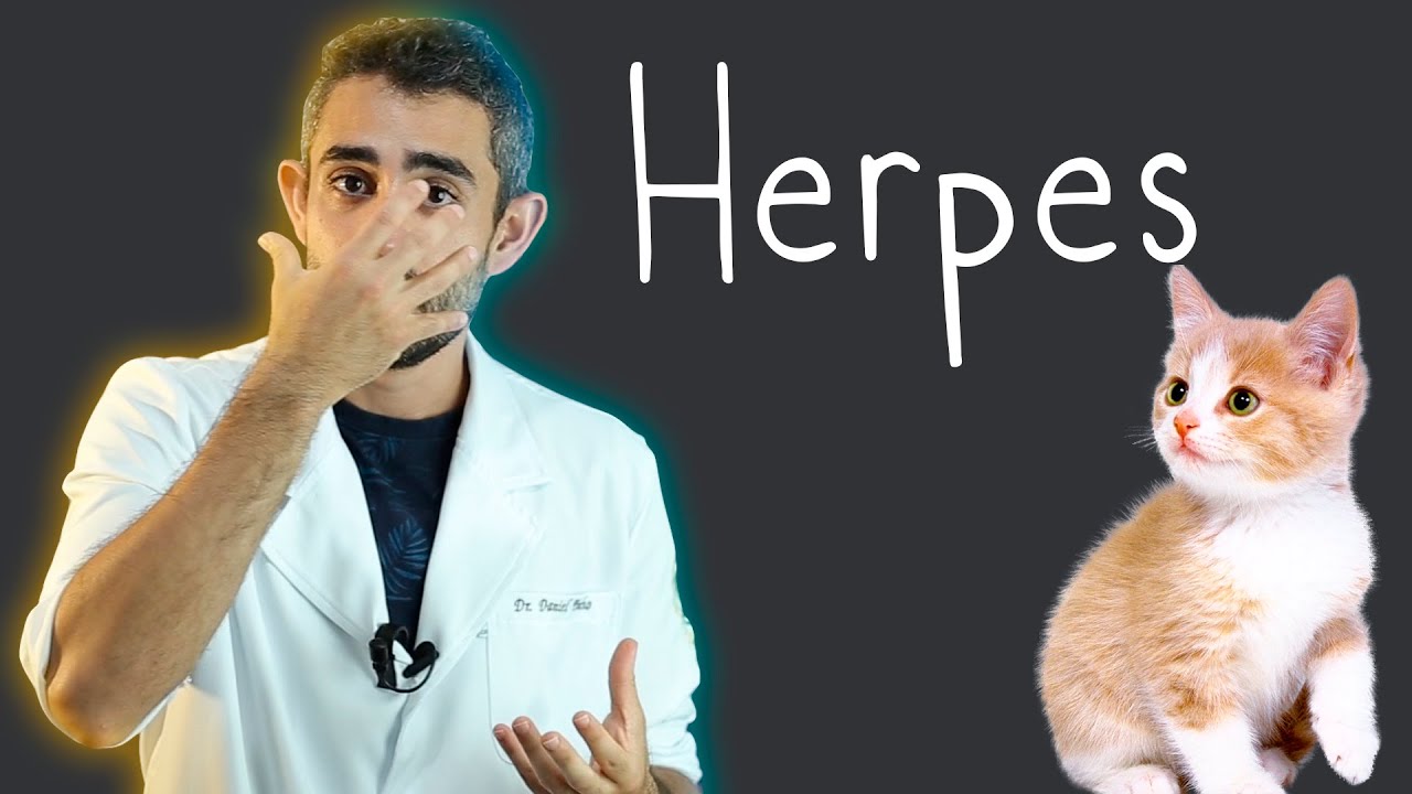 Rinotraqueite Felina por Herpes Vírus | Dica Veterinária #36