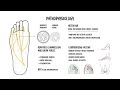 Morton’s Neuroma: Pathophysiology, Imaging & Management