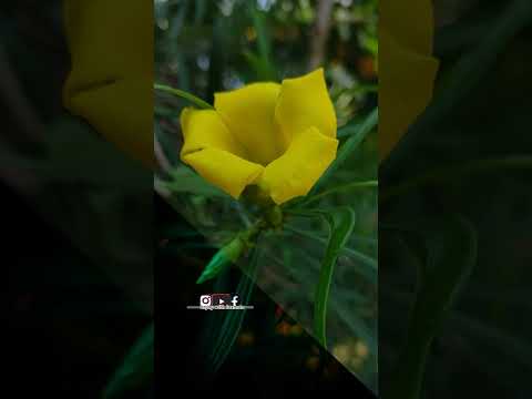 today photo shoot 📸📸 #shorts #ramandeep #editing