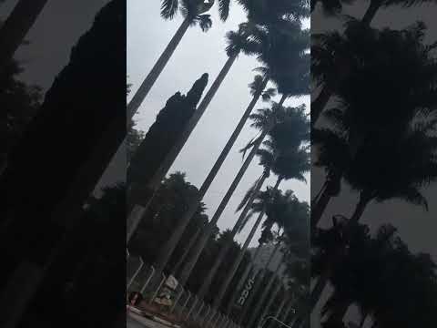 Minas gerais só mata verde bonita