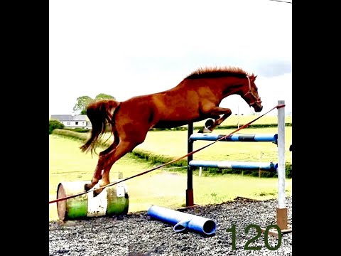 LOT 39 Cavan Sales 20th August 148 measured pony - Image 2