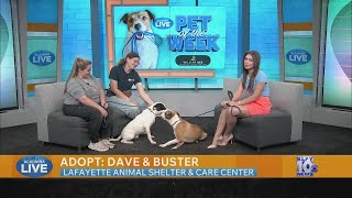 Pet of the Week: Adopt Dave & Buster from the Lafayette Animal Shelter and Care Center