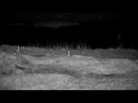 Djuma: Scrub Hare behind the old pan - 01:23 - 10/09/2022