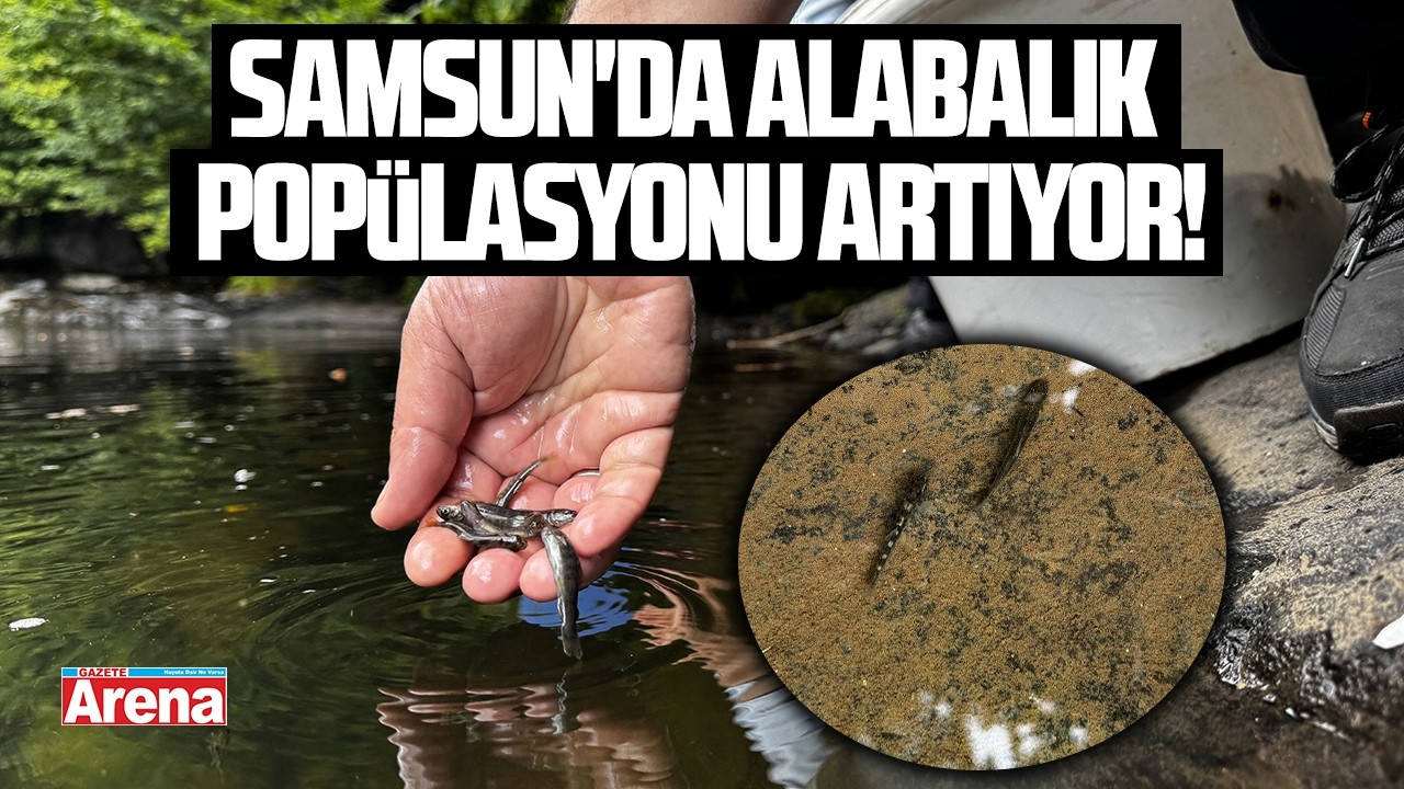 Samsun'da alabalık popülasyonu artıyor!