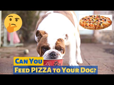 Can you Feed Pizza to your Pet Dog? Do Dogs even eat it?
