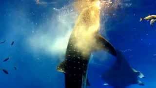 preview picture of video 'Whale Shark　feeding（ Okinawa Churaumi Aquarium）☆美ら海水族館　ジンベエザメ　餌やり！'