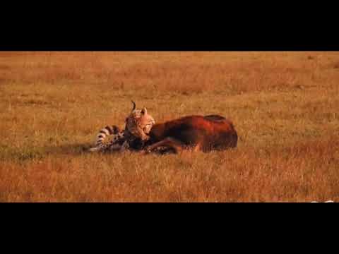 Cheetah vs Lechwe on Bangweulu