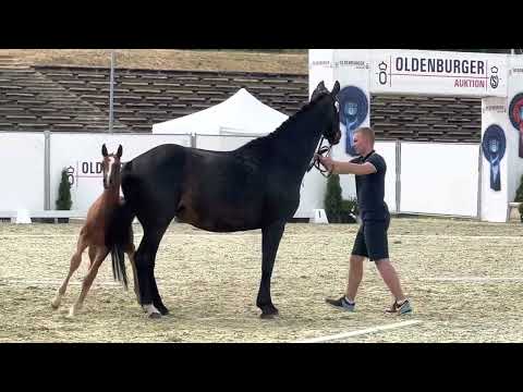 HP Villeroy (Vivaldon x Bonds x Apache)