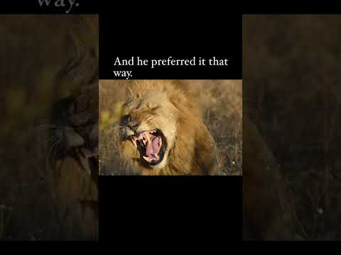 RASTA #Rasta #lion #mapogo #sabisands #leonidas #king #mystery