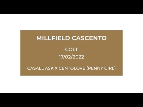 Millfield Cascento