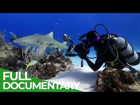 Shark Territory: A Journey into the Deep