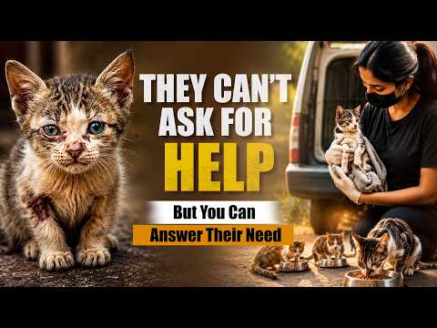 A New Life For Abandoned & Injured Cats | Animal Hope Foundation