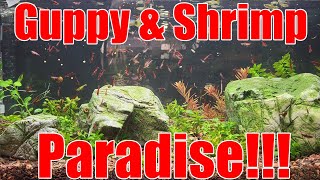 Building A Red Dragon Guppy Paradise! 